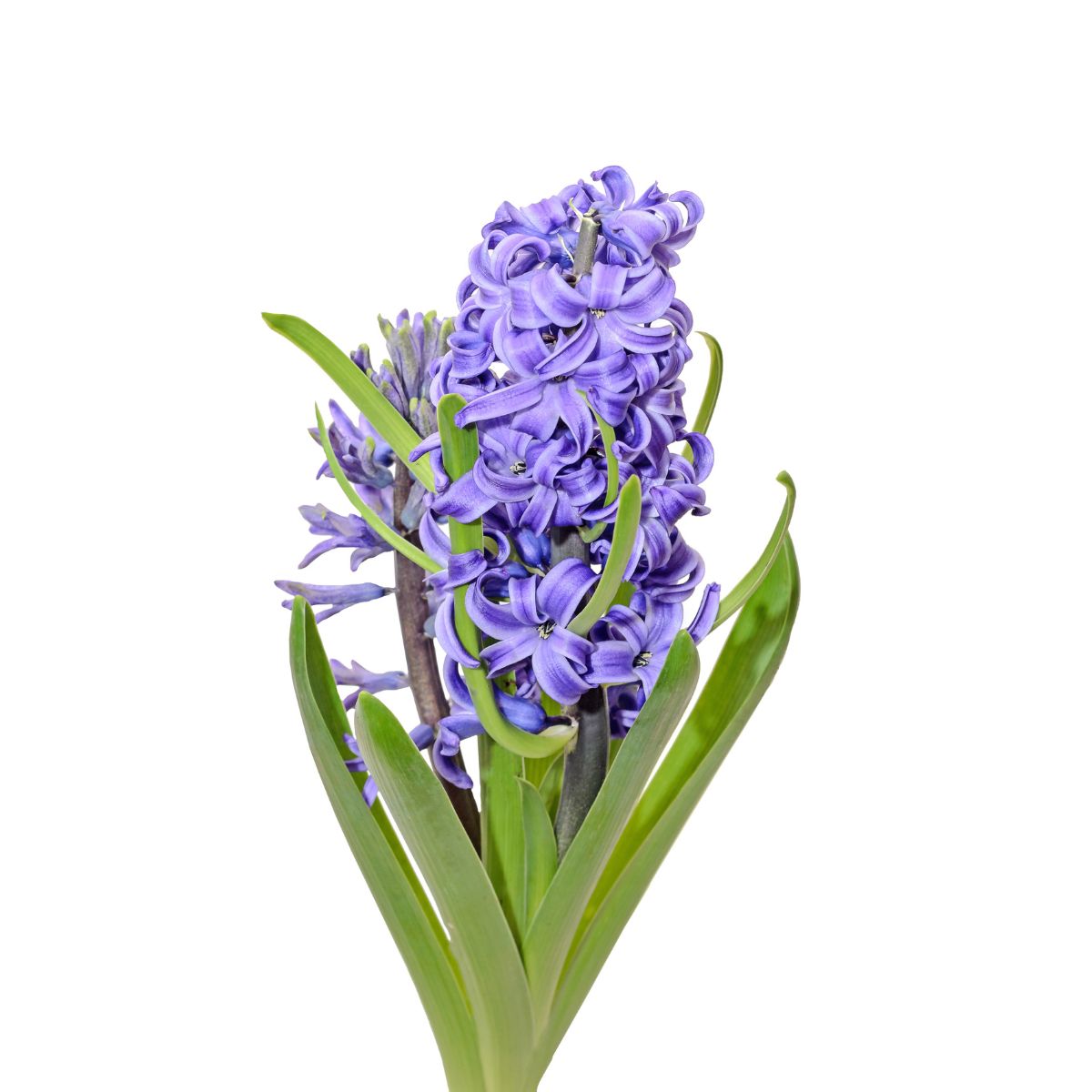 hyacint - jarní květiny