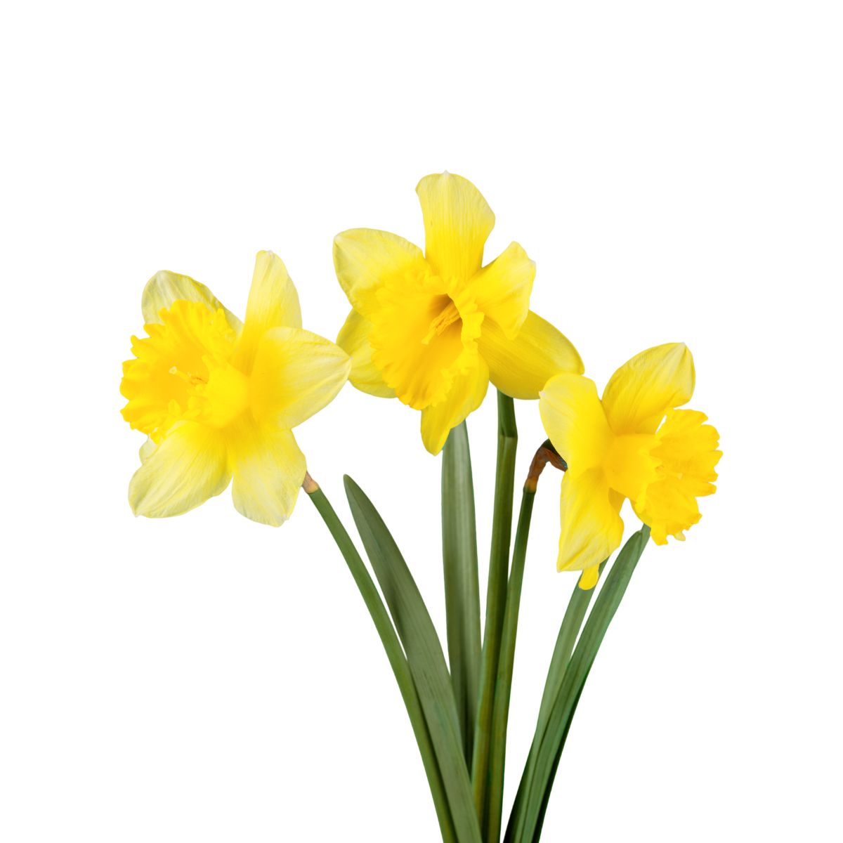 narcis - jarní květiny