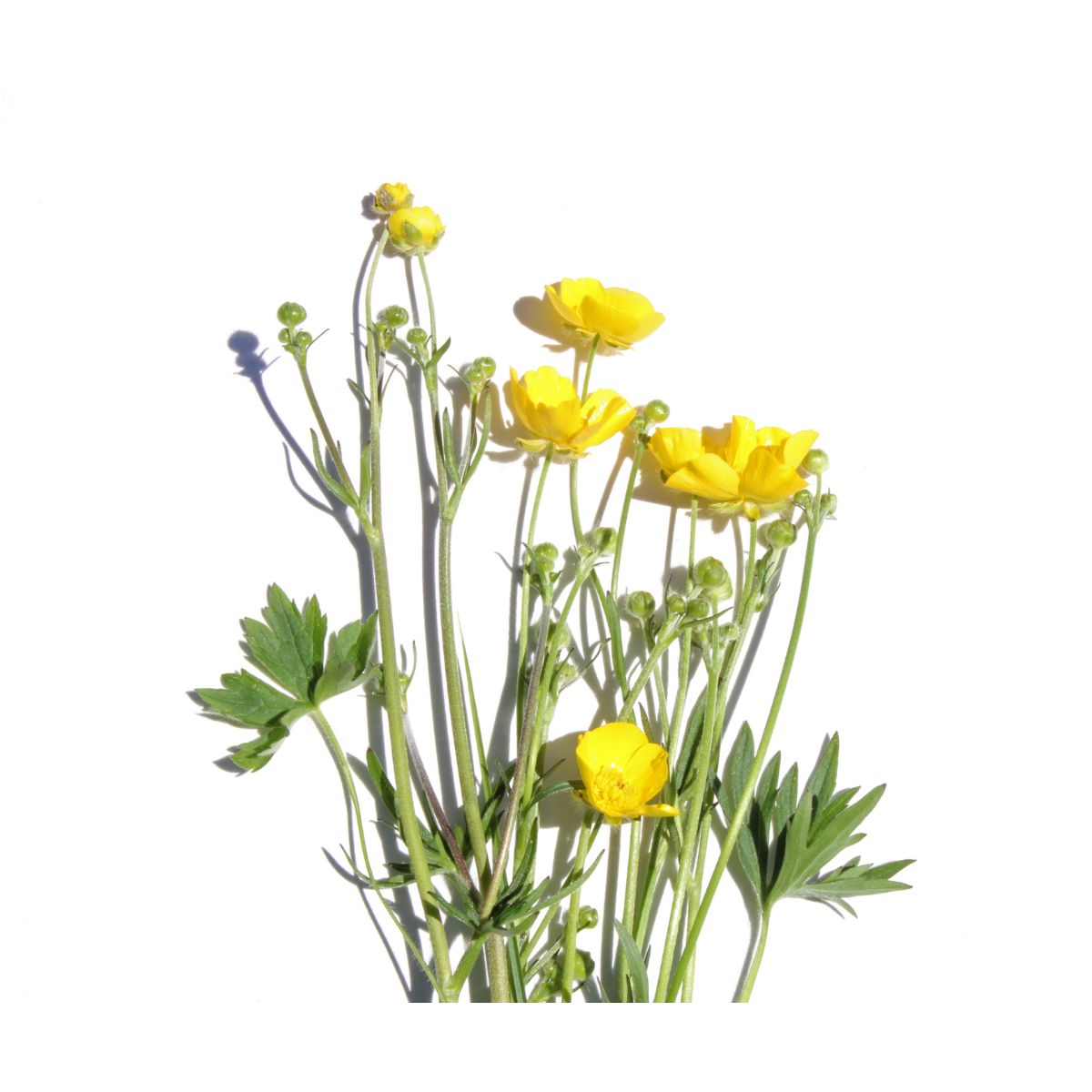 pryskyřník - jarní květiny