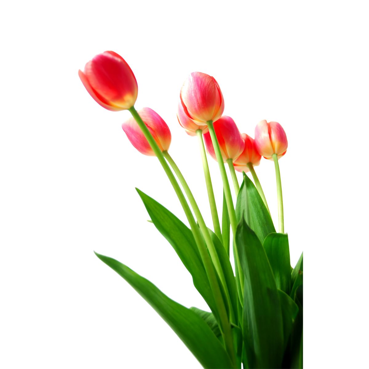 tulipán - jarní květiny
